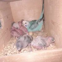 مرغ عشق با جوجه|پرنده|قائم‌شهر, |دیوار