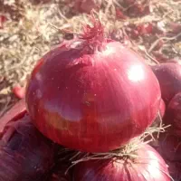 نیازمند کارگر