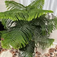 گل طبیعی کاج مطبق