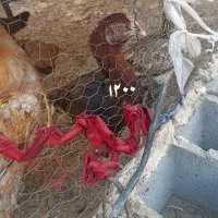 مرغ خروس نصل دار برای مال داری|پرنده|بمپور, |دیوار