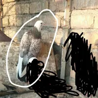 کبوتر ملفق شازده گمشده