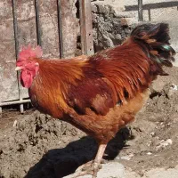 خروس نژاد نیوهمپشایر