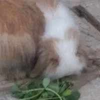 خرگوش فروشی