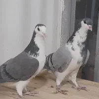 کبوتر دمگیر بپر