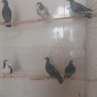 کبوترپرشی|پرنده|قزوین, |دیوار