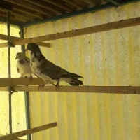 کفتر .|پرنده|پاکدشت, پاکدشت (مامازند)|دیوار