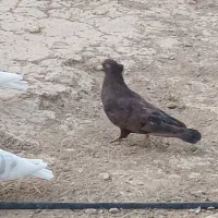 کبوتر تافته ای|پرنده|شیراز, پودنک|دیوار