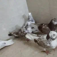 کبوتر پرشی هر قیمتی که مشتری بگه در خدمتم|پرنده|بوکان, |دیوار