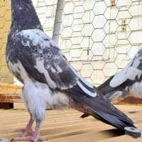 کبوتر یک جفت جوجه تیدی رشت|پرنده|رشت, خرسندی|دیوار