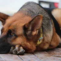 فروش ۶ قلاده توله سگ ژرمن|سگ|کاشان, امیرکبیر|دیوار