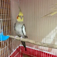 عروس هلندی نر ماده