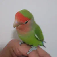 طوطی برزیلی|پرنده|رباط‌کریم, رباط‌کریم|دیوار