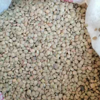 عدس ریز 130 تومن|خوردنی و آشامیدنی|مرودشت, فاز دوم شهرک فرهنگیان|دیوار