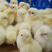 جوجه گوشتی یک روزه نژاد راس308