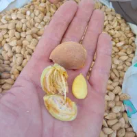 نهال بادام گلدانی|گل و گیاه طبیعی|نقده, |دیوار