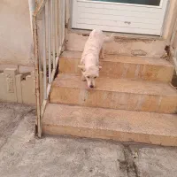 واگذاری شیتزو