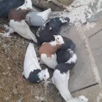 ۱جفت پلاکی بقیش رنگی خریدار واقعی بیاد|پرنده|فورگ, |دیوار