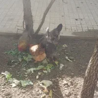 4عدد مرغ 2ساله