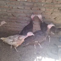 مرغ بوقلمون