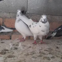 کبوتر|پرنده|مینودشت, |دیوار