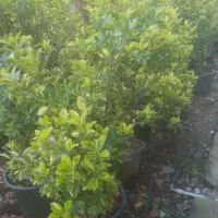 شمشاد طلایی