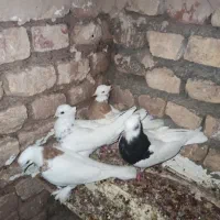 کبوتر|پرنده|بردسکن, |دیوار