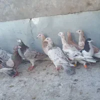 ۱۶ عدد دلاور