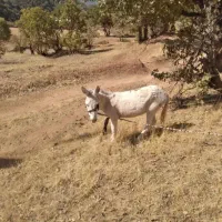 خر دوسال نر هست برناموس کسی۰که الکی زنگ بزنه|حیوانات مزرعه|پاپی, |دیوار