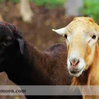 گوسفند پروارپرگوشت /گوسفند خونی|حیوانات مزرعه|مشهد, کشاورز|دیوار