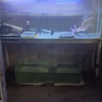 آکواریم|ماهی|کرمان, |دیوار