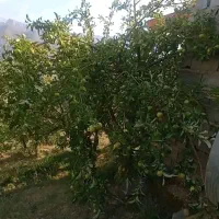 زمین ۳۱۶ متر لزیرک لاریجان|فروش زمین و ملک کلنگی|رینه, |دیوار