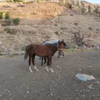 اسب