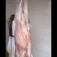 قصاب سیار قصابی گاو گوسفند در محل مشتری