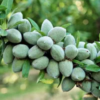نهالستان شهر نهال با ضمانت کتبی 5 ساله