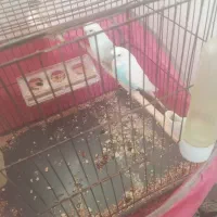 طوطی مرغ عشق باجوجه|پرنده|شریف‌آباد, |دیوار