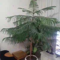 کاج مطبق دو متری