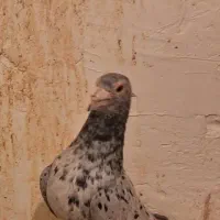 سار هفت رنگ نر|پرنده|مشهد, ادیب نیشابوری (شهرک غرب)|دیوار