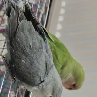 جوجه کوتوله
