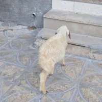 کاور|حیوانات مزرعه|ایلام, |دیوار