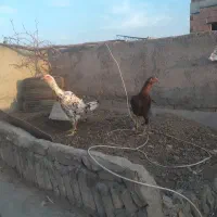 مرغ جوان لاری