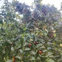 باغ ویلا فول امکانات یحیی آباد|فروش زمین و ملک کلنگی|اصفهان, براآن شمالی|دیوار