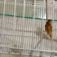 قناری نر معاوضه با فنچ نرگسی یا مصری. آبپخش