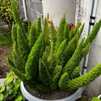 گل دم روباه