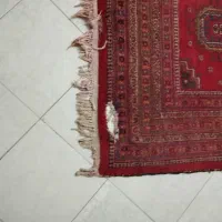 قالی دست بافت|فرش|مشهد, بهارستان|دیوار