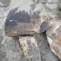 فسیل شجرزیبا با. شکل های مختلف|کلکسیون اشیاء عتیقه|بندر انزلی, بشمن|دیوار