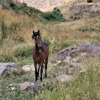 کره مادیان ۲ ساله