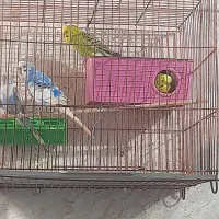 پرنده نر بالغ مرغ عشق