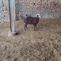 بره نر ۱۰ تومان