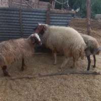 قوچ ورن گوسفند|حیوانات مزرعه|هندمینی, |دیوار