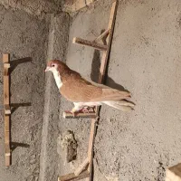 چپ زرد چپ مگسی